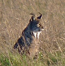 Spain Lynx Quest - March 2014 Trip Report